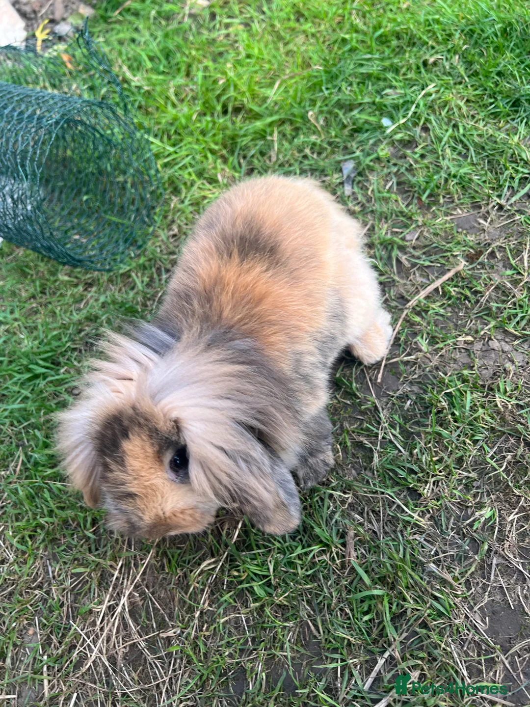 Lionhead rabbits for sale: A female lionhead and male netherland dwarf rabbit - Advert 1