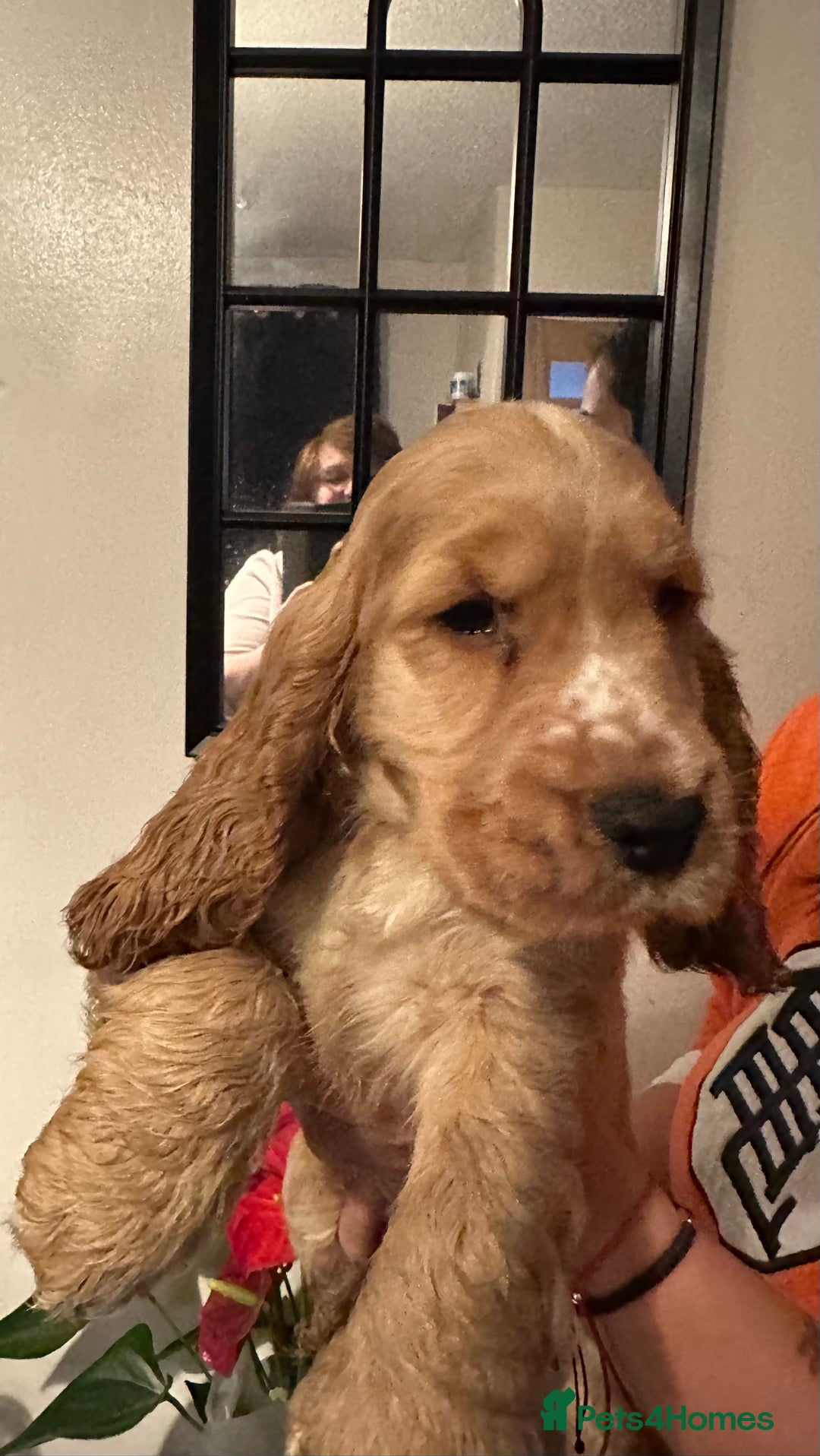 Cocker Spaniel dogs for sale: KC Golden Show Cocker Spaniel  READY TO GO! - Advert 28