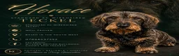 Dachshund dogs for sale: Stunning Kc standard wirehaired  - Advert 5