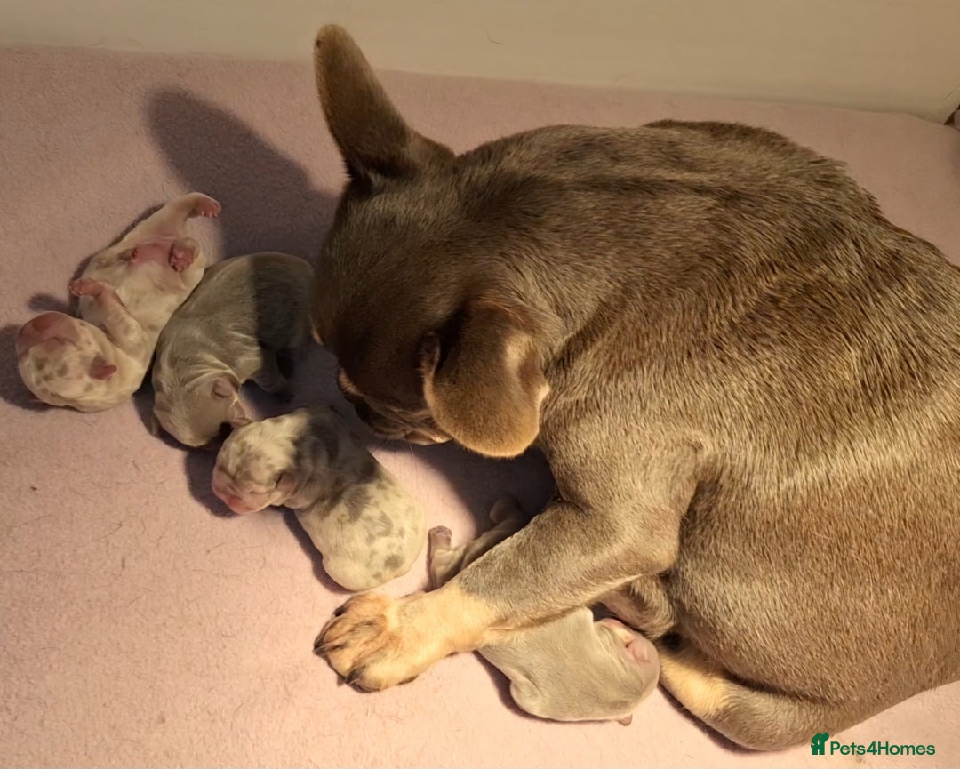 French Bulldog dogs for sale: Top Quality French Bulldog Puppies  - Advert 5