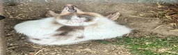 Emus poultry for sale: Rhea chicks  - Advert 3