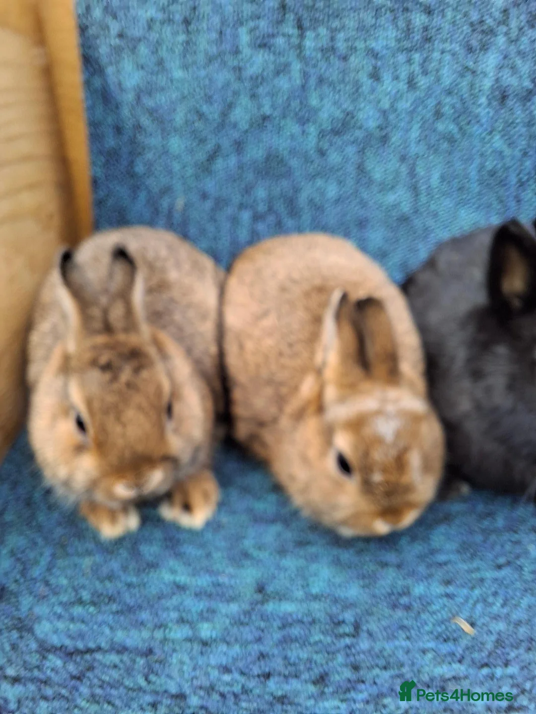 Netherland Dwarf rabbits for sale: Beautiful netherland dwarf rabbits - Advert 2