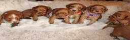 Cocker Spaniel dogs for sale: Beautiful Cocker spaniel  - Advert 6