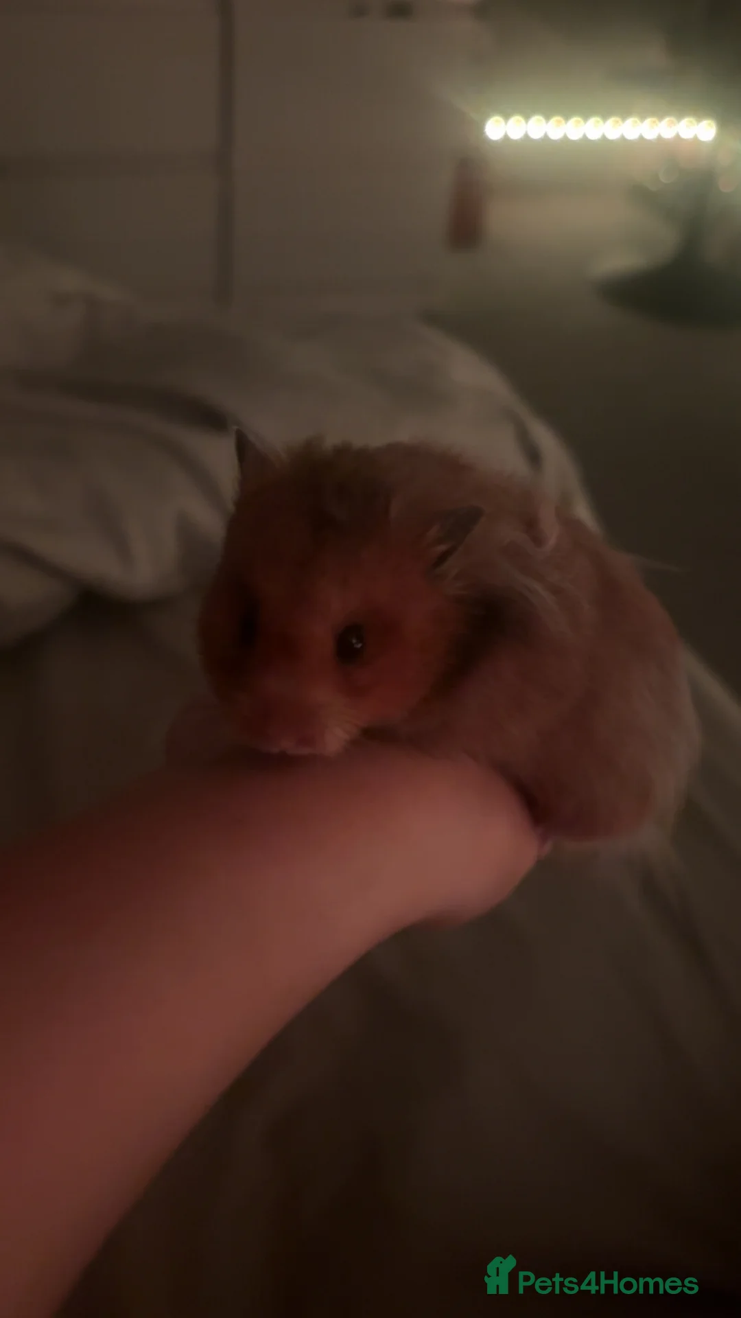 Hamster rodents for sale: 8 month old male hamster  in Pontypool - Advert 2