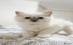 Ragdoll cats for sale: FEMALE BLUE POINT RAGOLL KITTEN - READY NOW - Image 3
