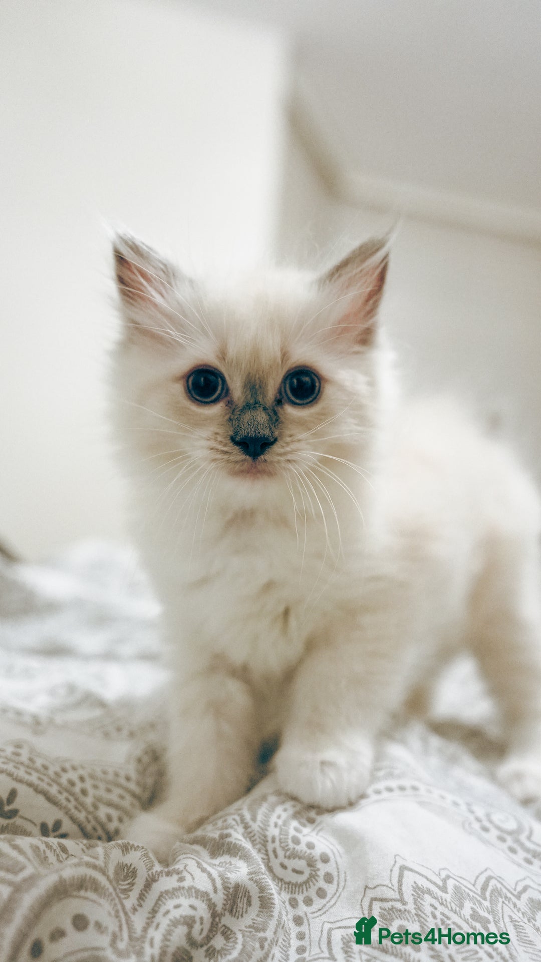 Ragdoll cats for sale: FEMALE BLUE POINT RAGOLL KITTEN - READY NOW - Image 3