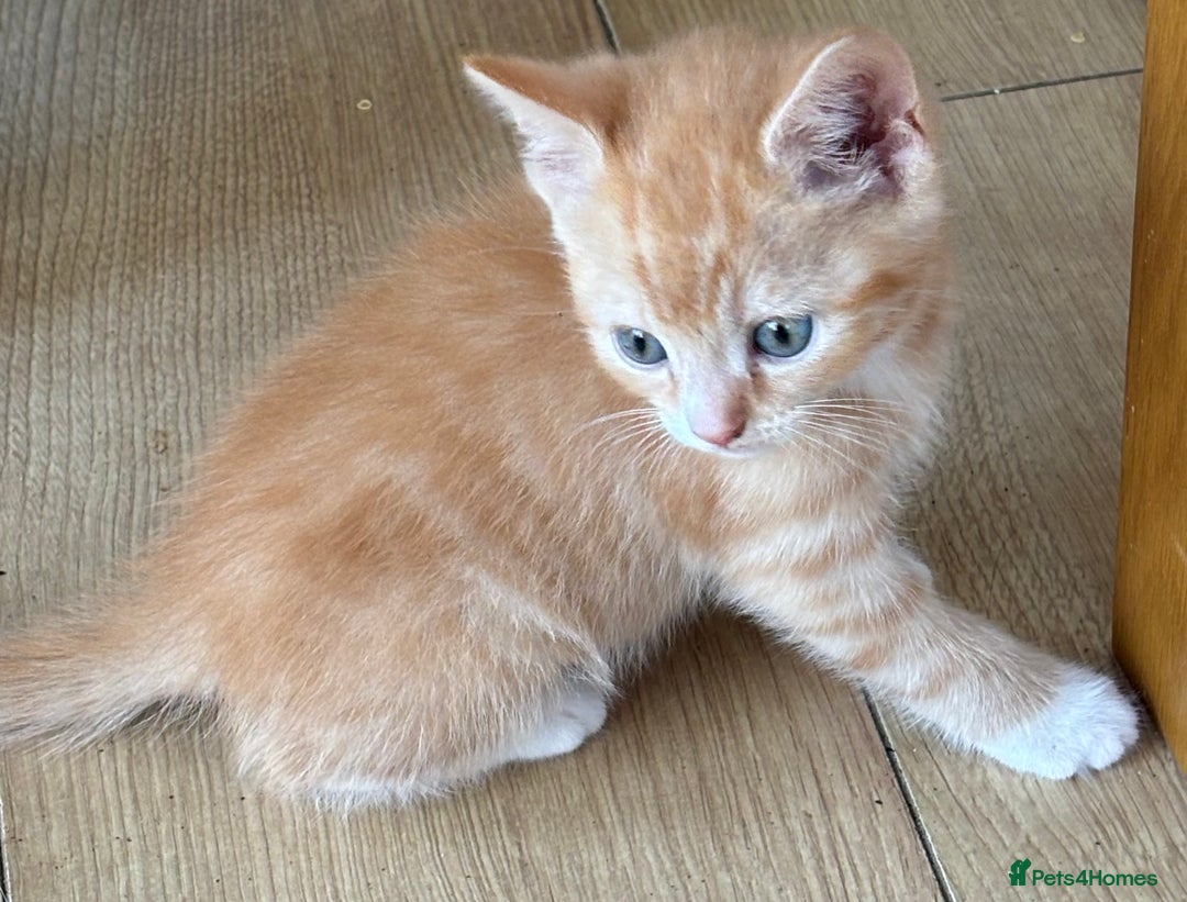 Mixed Breed cats for sale: Litter of mixed breed with British blue father  - Image 14