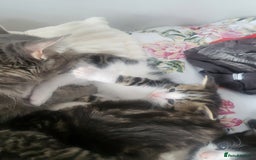 British Longhair cats for sale: Beautiful kittens for sale - Image 11