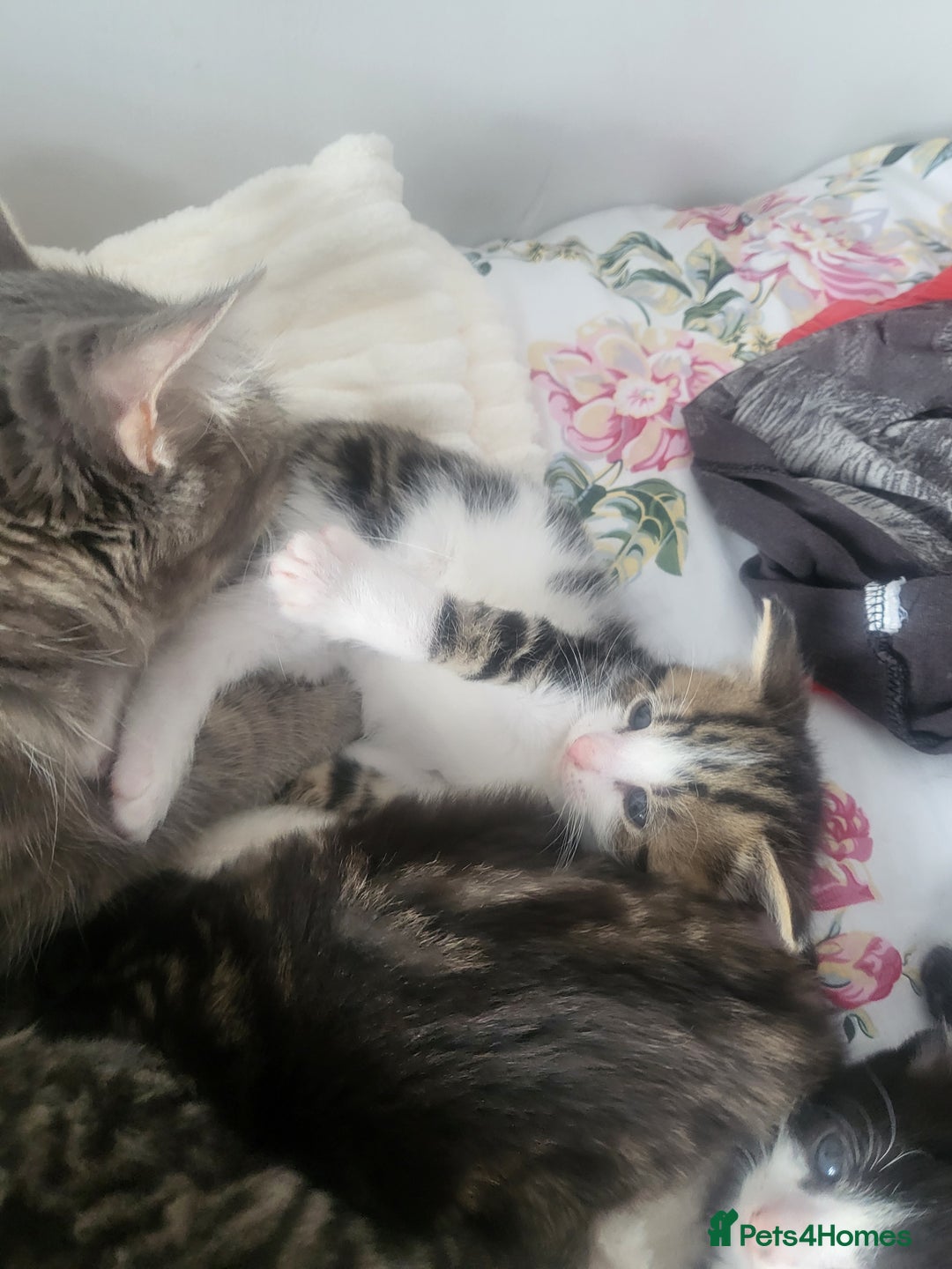 British Longhair cats for sale: Beautiful kittens for sale - Image 11