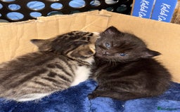 Domestic Shorthair cats for sale: Our babies looking for their forever lovely home - Image 2