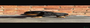 Dachshund 3