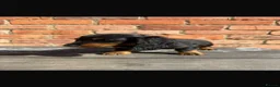 Dachshund dogs for sale: Long haired Dachshund Puppies for Sale - Advert 4