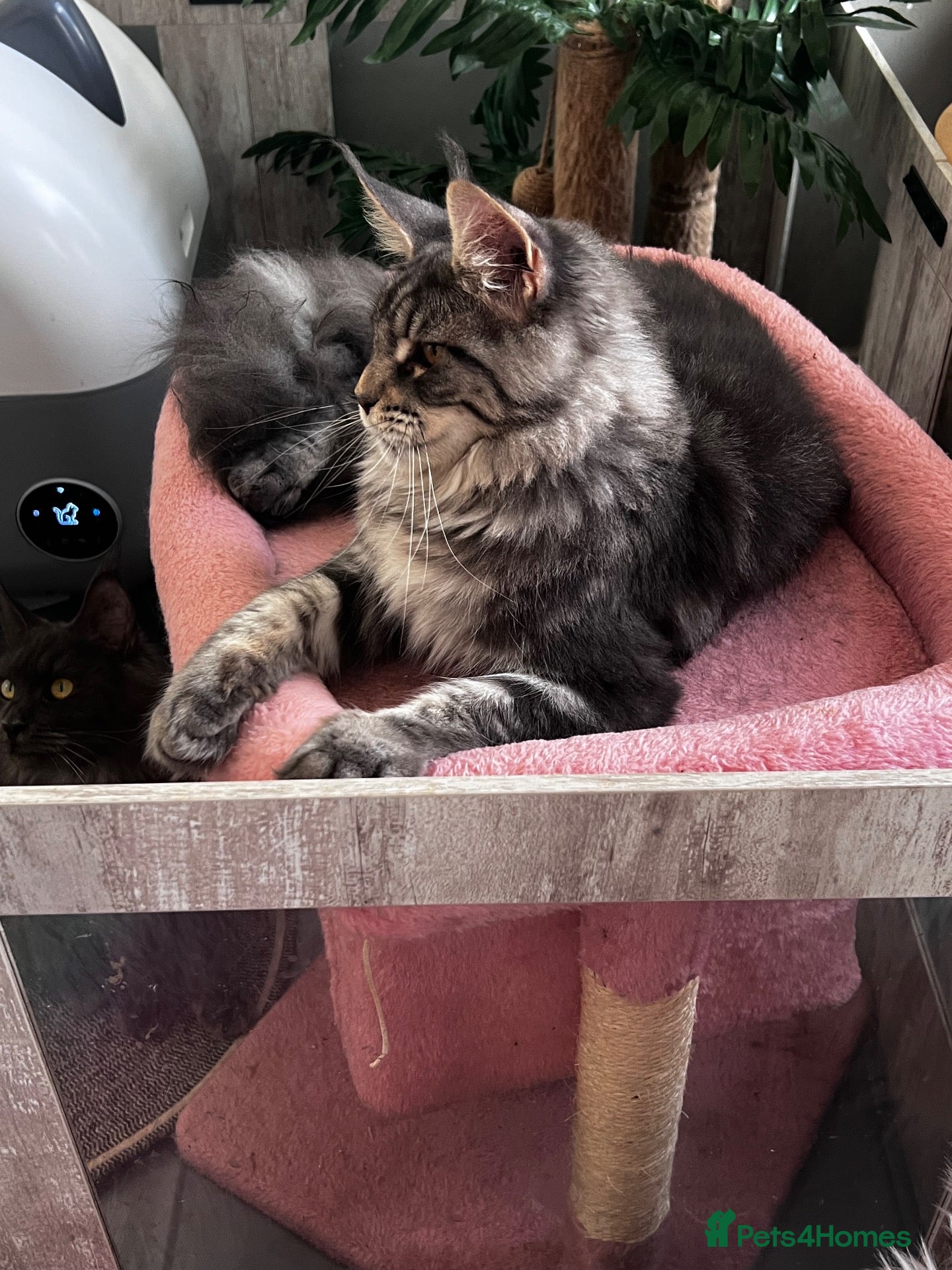 Maine Coon cats Beautiful Maine coon kittens  - Advert 1
