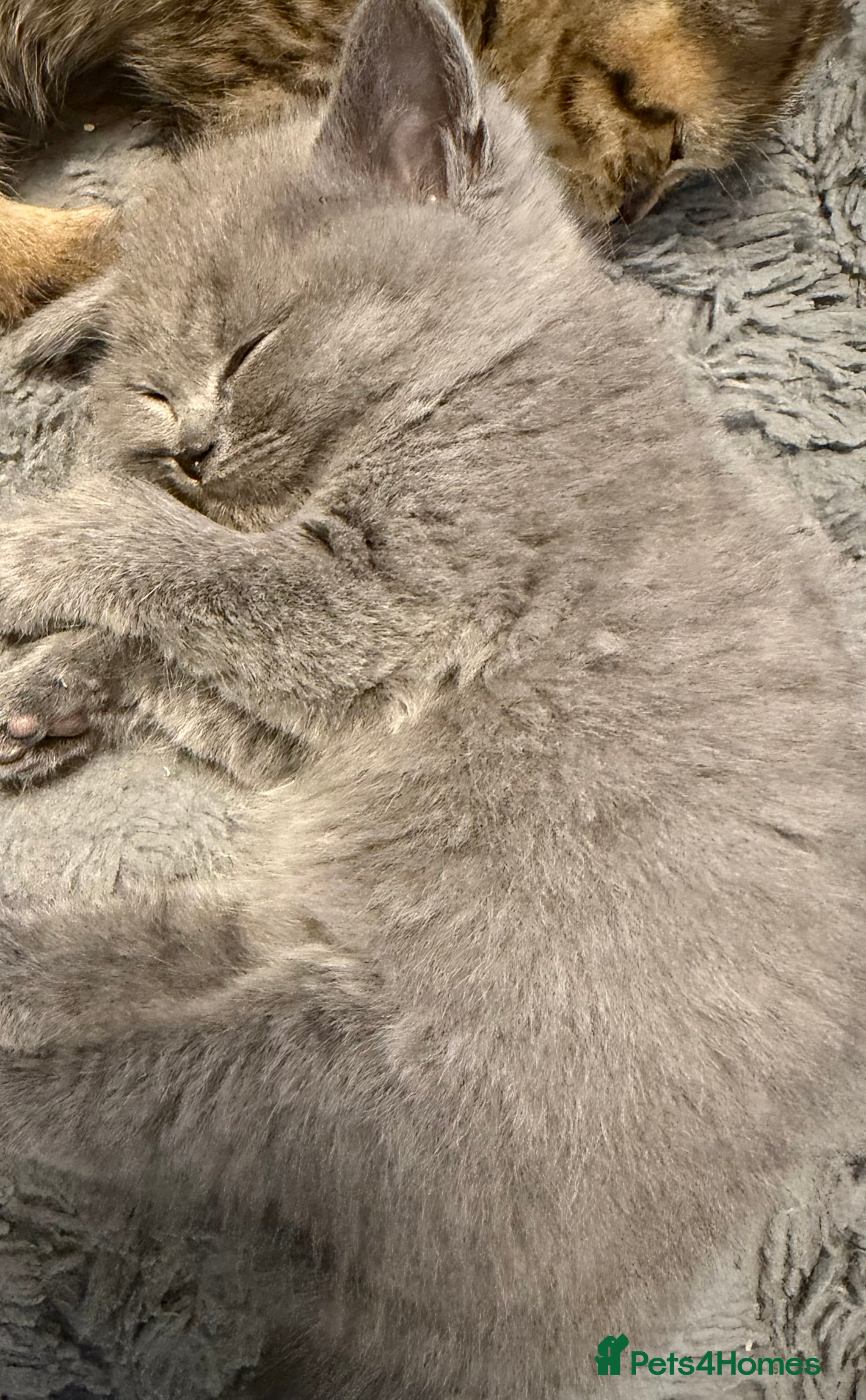 British Shorthair cats Beautiful British Shorthair Kittens  - Advert 2