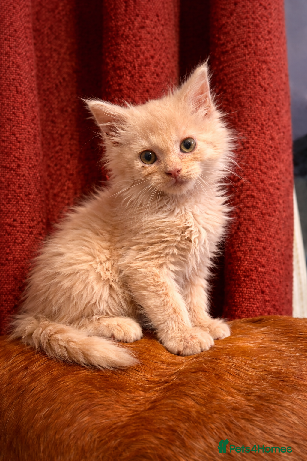 Maine Coon cats 🧡💛Final boy left 💛🧡 - Advert 1