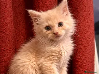 Maine Coon cats 🧡💛Final boy left 💛🧡 - Advert 1