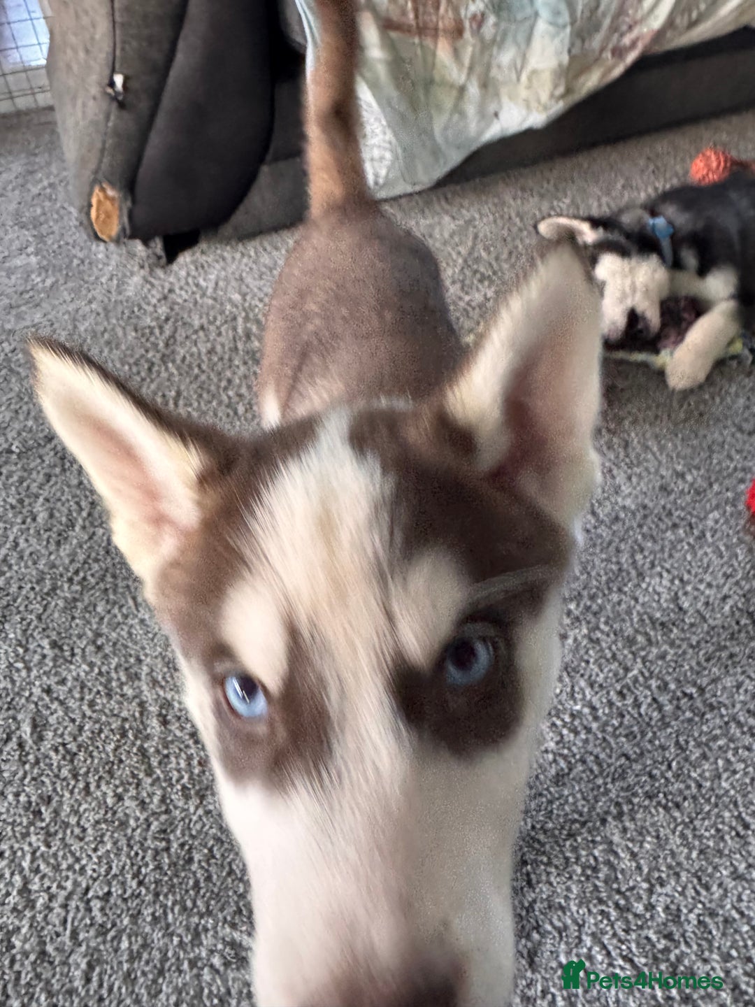 Siberian Husky dogs for sale: Siberian husky boys  - Advert 15