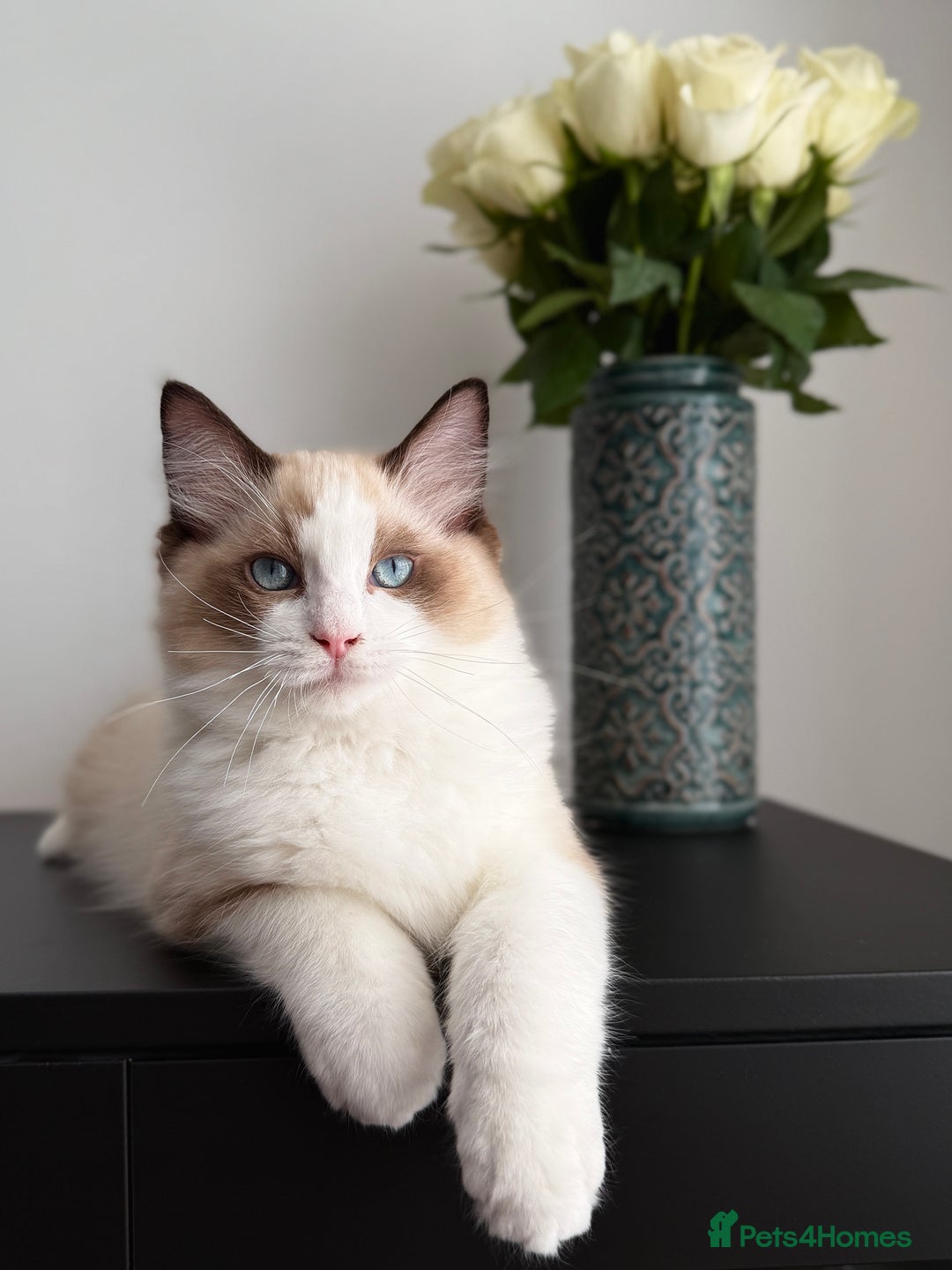 Ragdoll cats for sale: Ready to leave!!😻 Beautiful GCCF Boy Kittens - Image 6