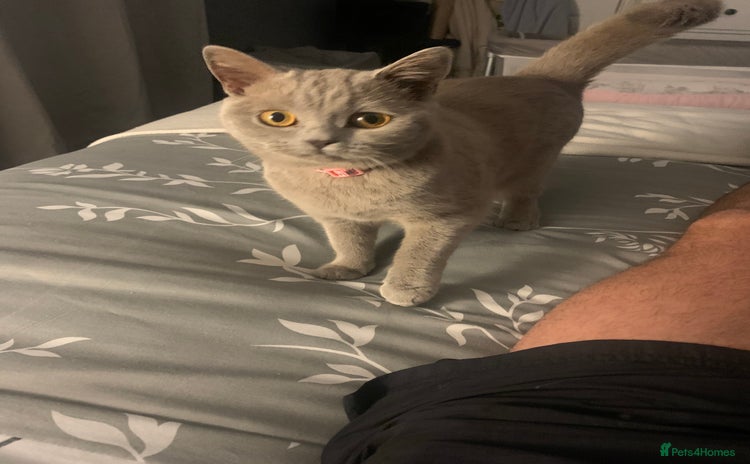 British Shorthair cats British short hair mixed kittens - Advert 11