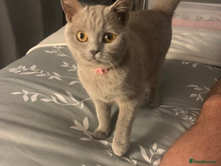 British Shorthair cats British short hair mixed kittens - Advert 3