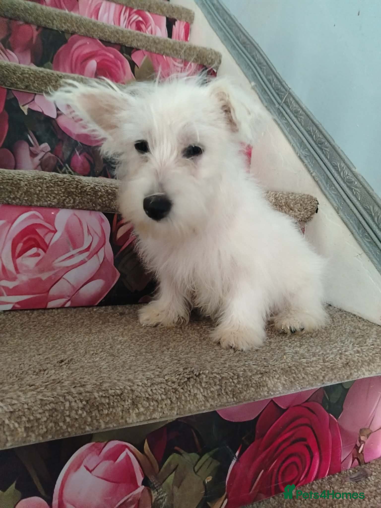 West Highland Terrier dogs Westie puppies available  - Advert 2