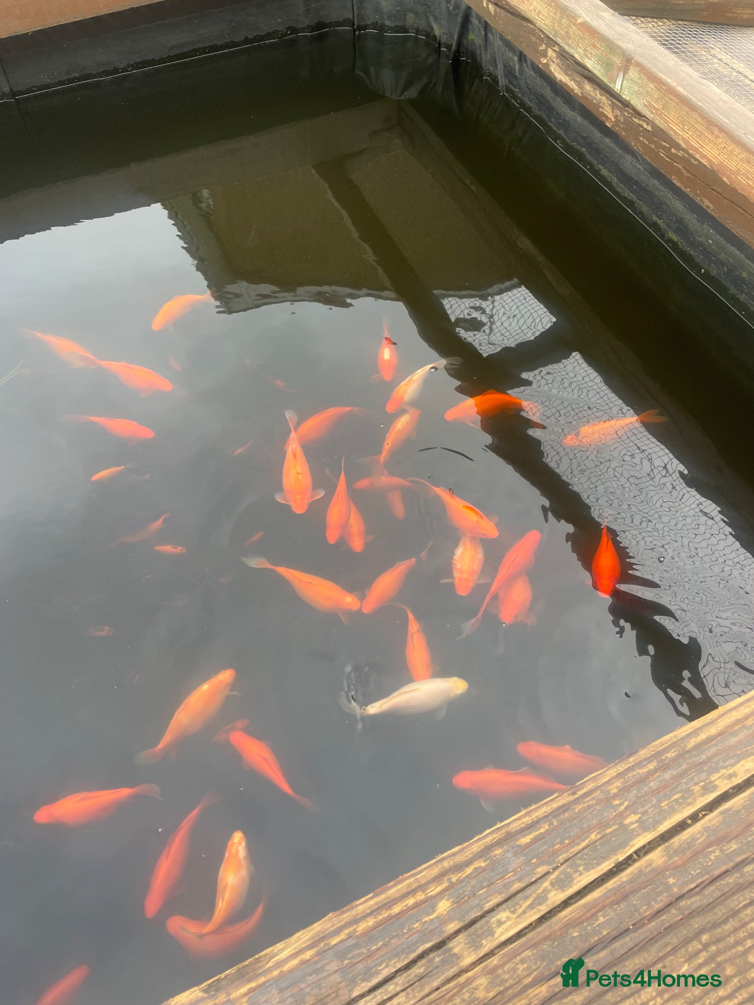 Goldfish fish Goldfish pondfish  - Advert 7