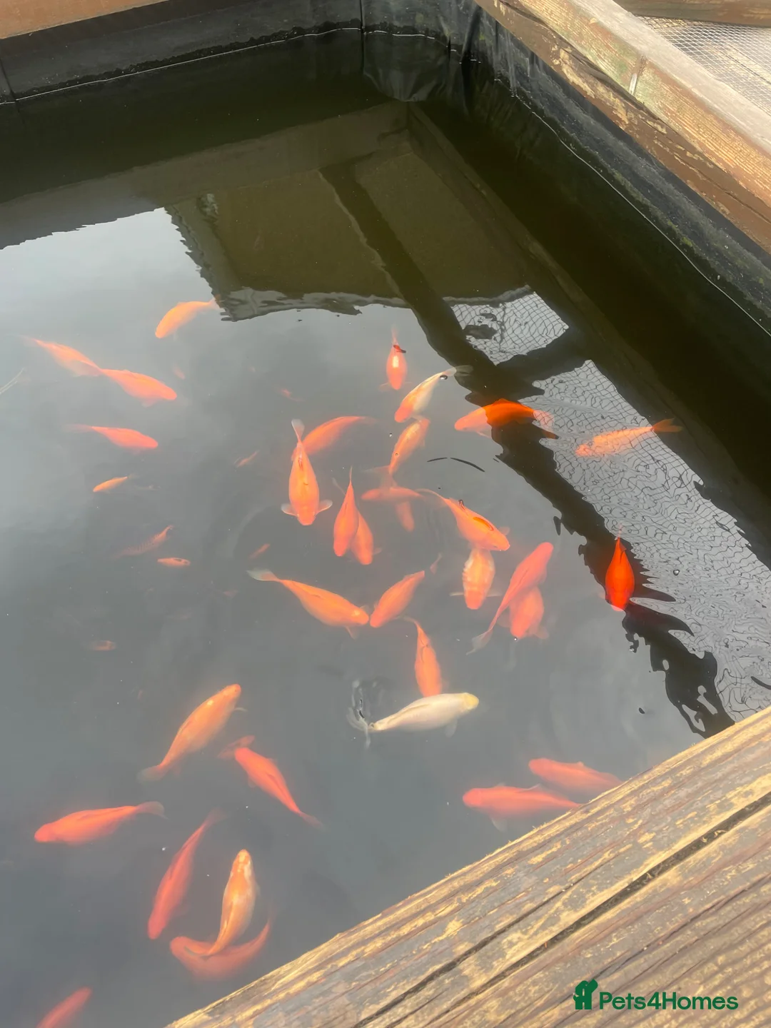 Goldfish fish for sale: Goldfish pondfish  - Advert 1