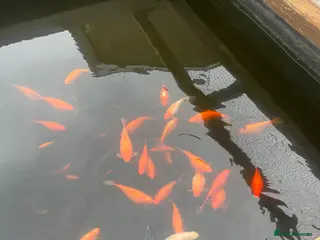 Goldfish fish Goldfish pondfish - Advert 7