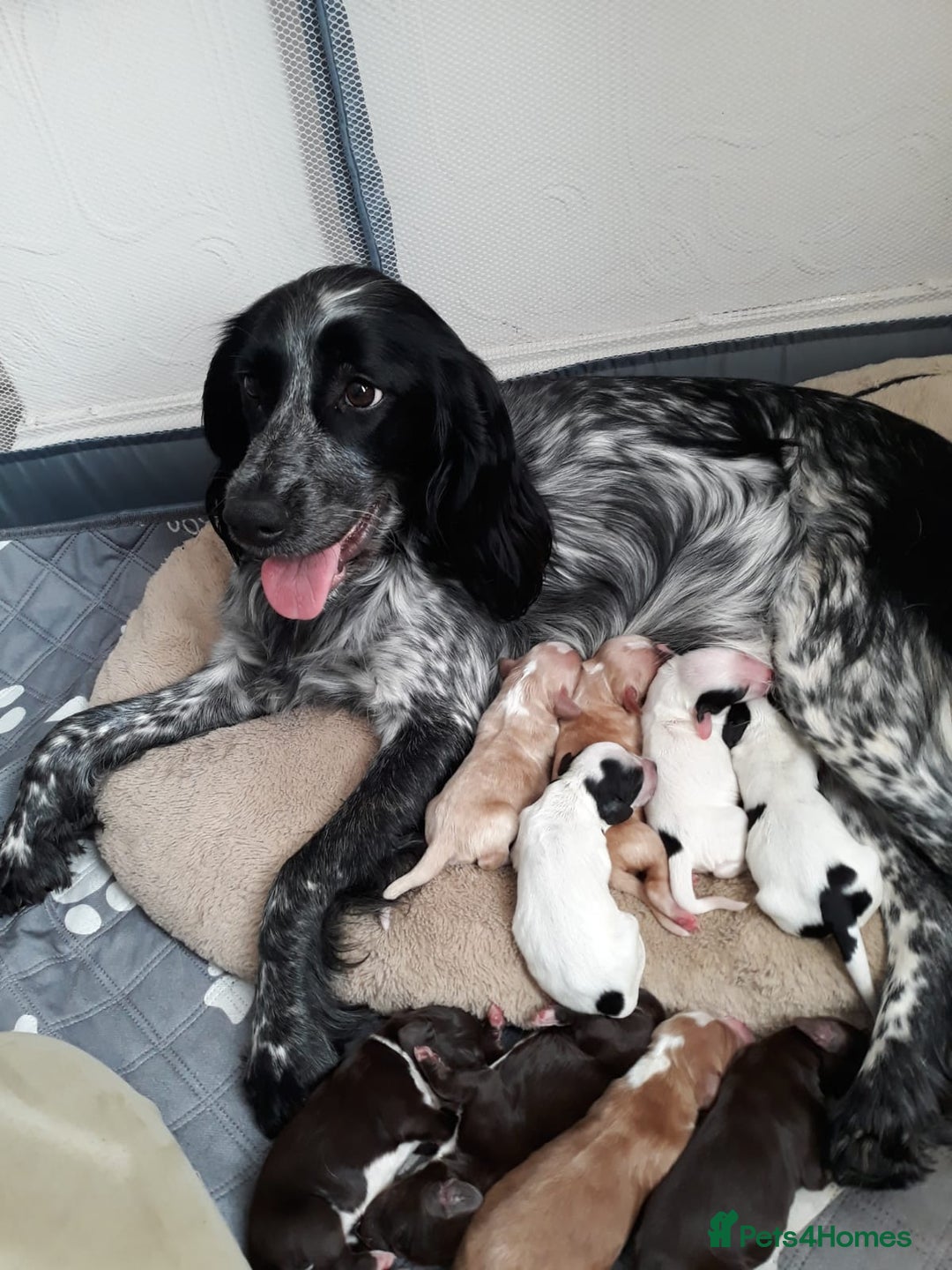 Sprocker dogs for sale: Sprockers 3/4 Cocker spaniel puppies for sale - Image 6