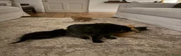 Mixed Breed cats for sale: 4 beautiful kittens in Stafford - Advert 7