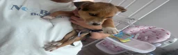 Mixed Breed dogs for sale:  Jack Russel cross chihuahua the last little boy - Advert 4