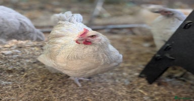 Chickens poultry - Advert 4