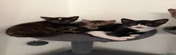 Mixed Breed cats for sale: 4 Beautiful Kittens for Sale - Pairs ONLY - Advert 3