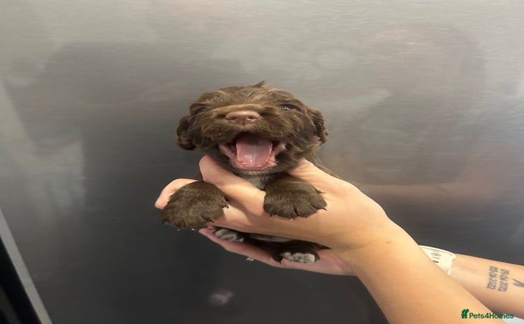 Mixed Breed dogs - Advert 5