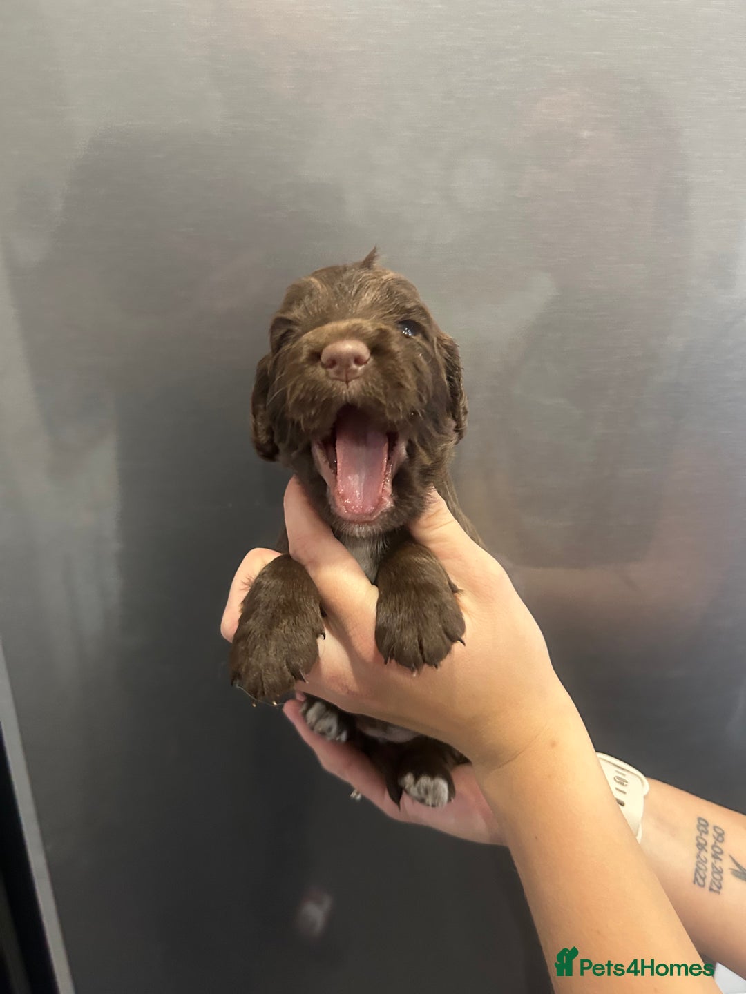 Mixed Breed dogs for sale: Cockerpoo puppies - Image 1