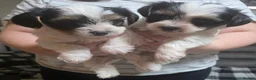 Biewer Terrier dogs for sale: Pure bred Biewer Terrier  - Advert 3