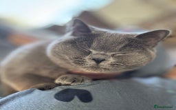 British Shorthair cats for sale: Male Blue British Short Hair - Image 3