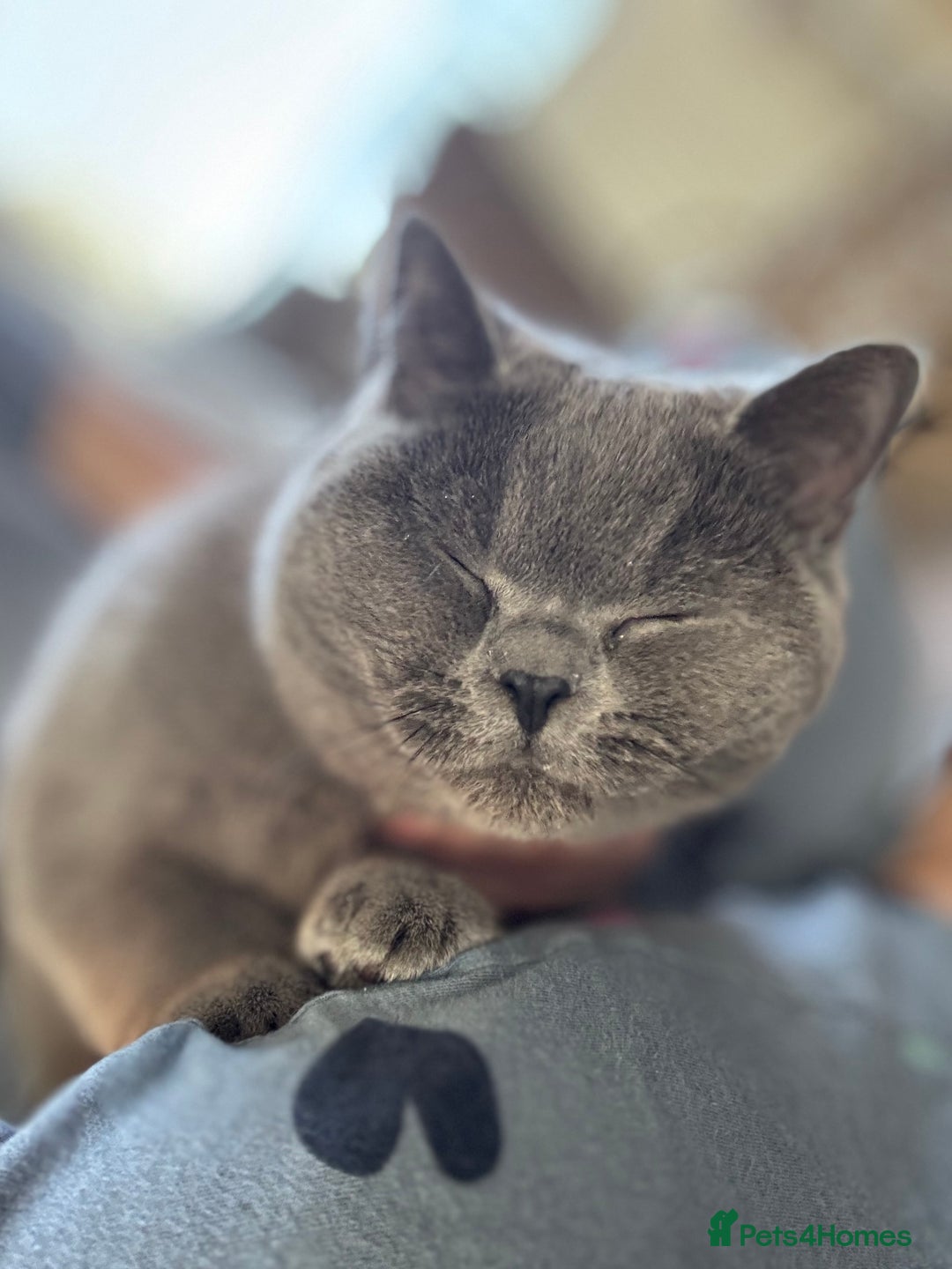 British Shorthair cats for sale: Male Blue British Short Hair - Image 3