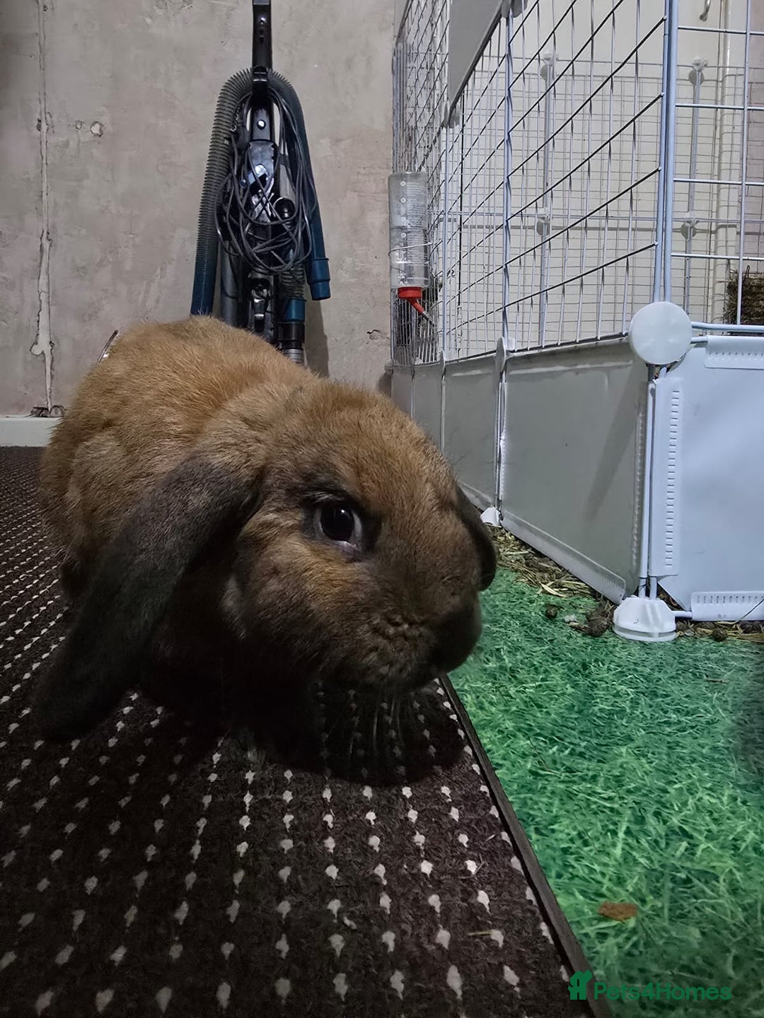 English Lop rabbits for sale: 2 male rabbits who are brothers - Advert 9
