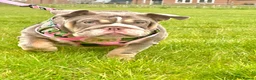 English Bulldog dogs for sale: Two Tru colour English bulldogs - Advert 23