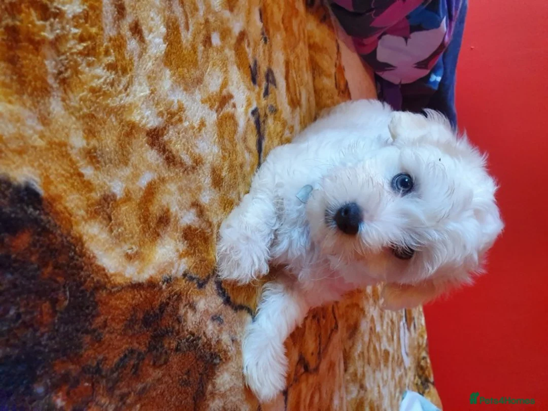 Maltese dogs for stud: Maltese boy for Stud Kc Registred on Kenel Club in Telford - Advert 2