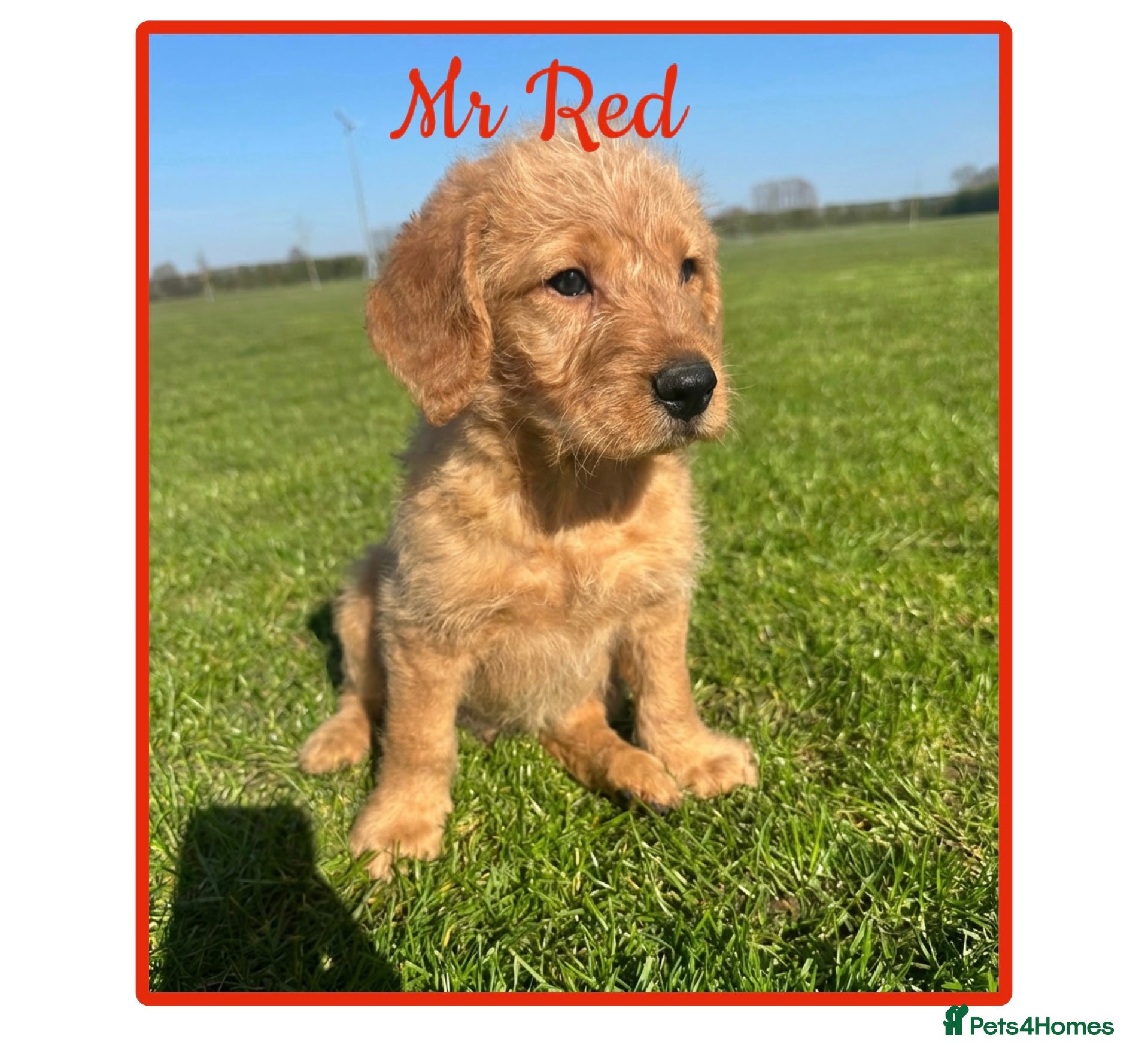 Labradoodle dogs ⭐️Fully Health Tested F1 Miniature Labradoodles⭐️  - Advert 4