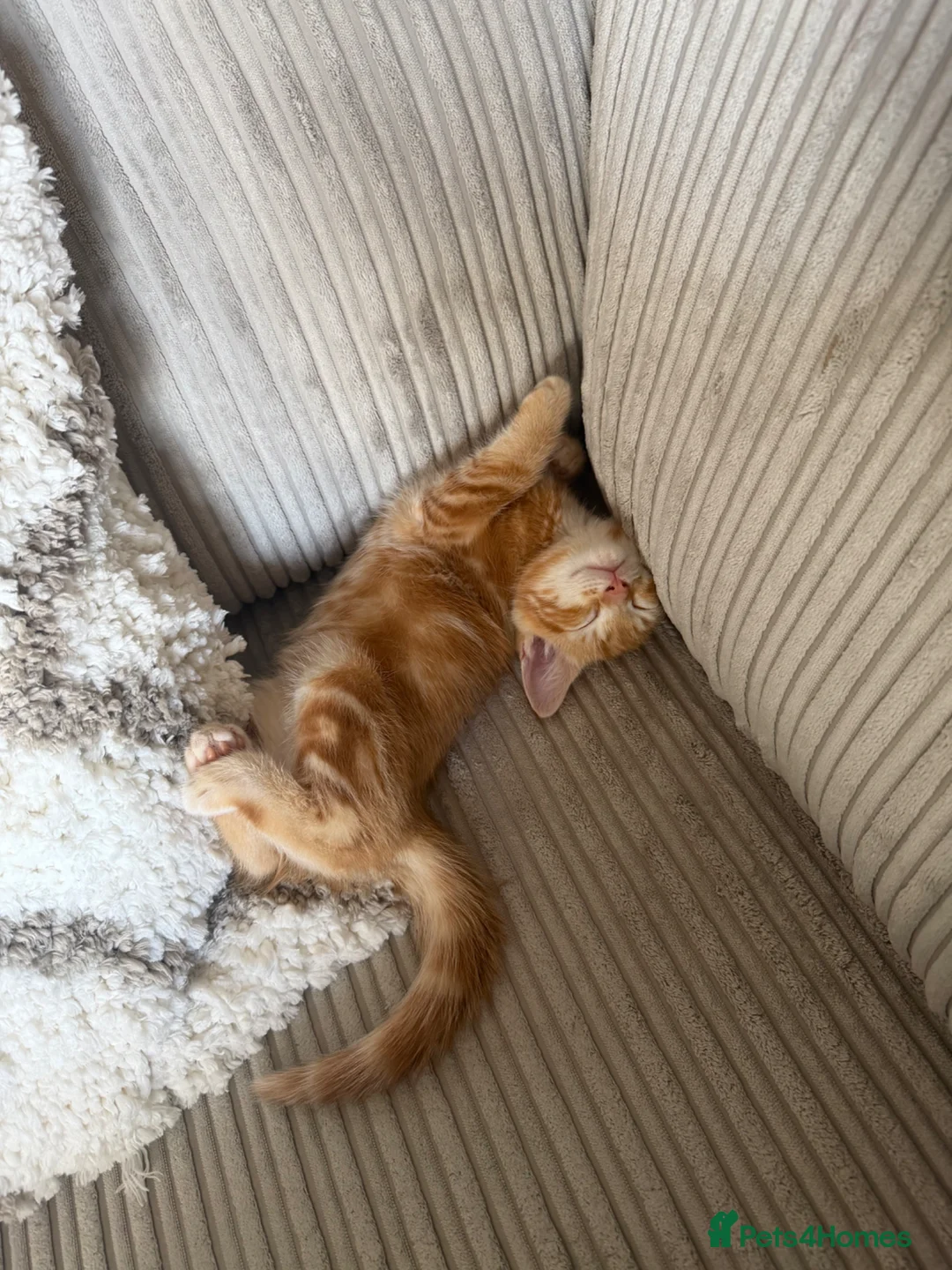 Mixed Breed cats for sale: Beautiful Ginger Boy in Taunton - Advert 5