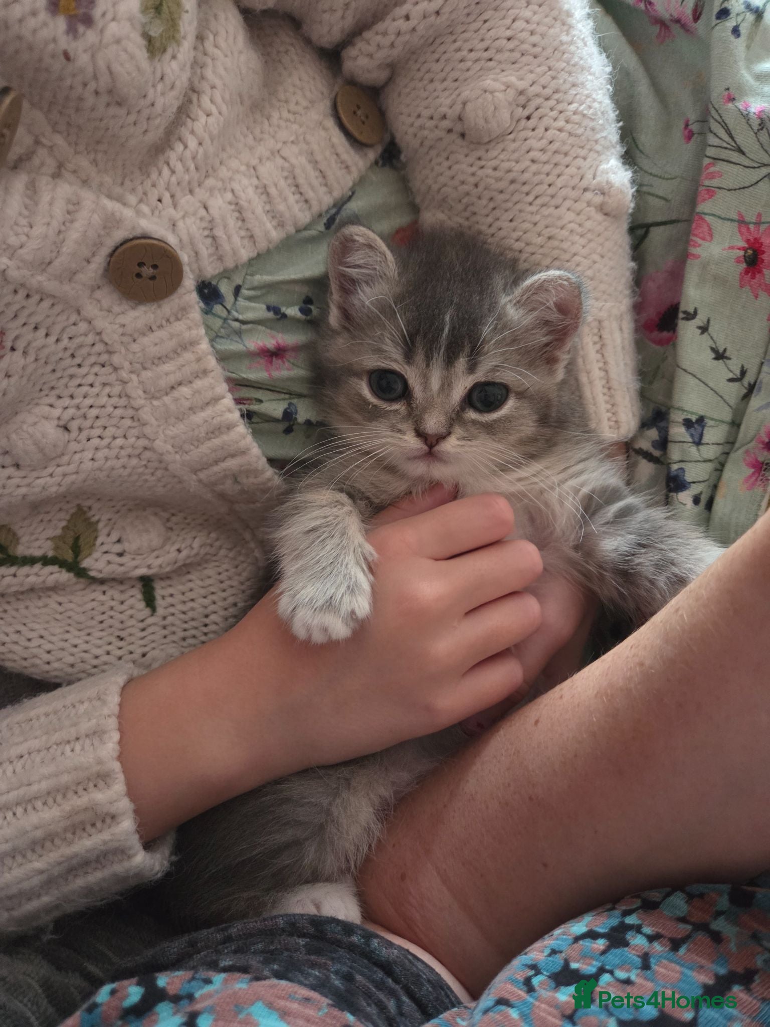 Ragdoll cats 💖 last kitten ready to leave now. 💖 - Advert 2
