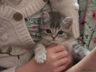 Ragdoll cats 💖 last kitten ready to leave now. 💖 - Advert 2