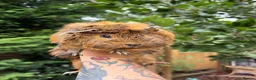 Guinea Pig rodents for sale: 4 Female Guinea Pigs - Advert 5