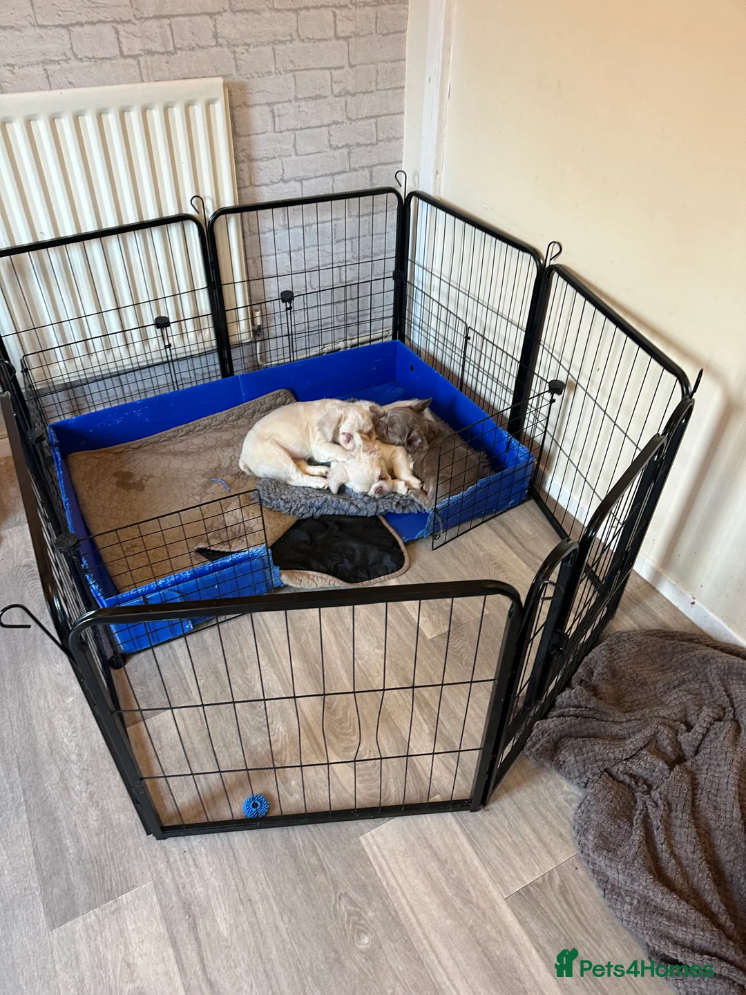 French Bulldog dogs for sale: Rare Fluffy French Bulldog Puppies READY NOW - Advert 10