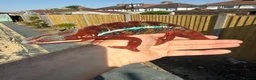 Chameleon reptiles for sale: Ambilobe Panther Chameleon  - Advert 3