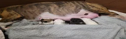 English Bull Terrier dogs for sale: Beautiful bullies boys - Advert 1