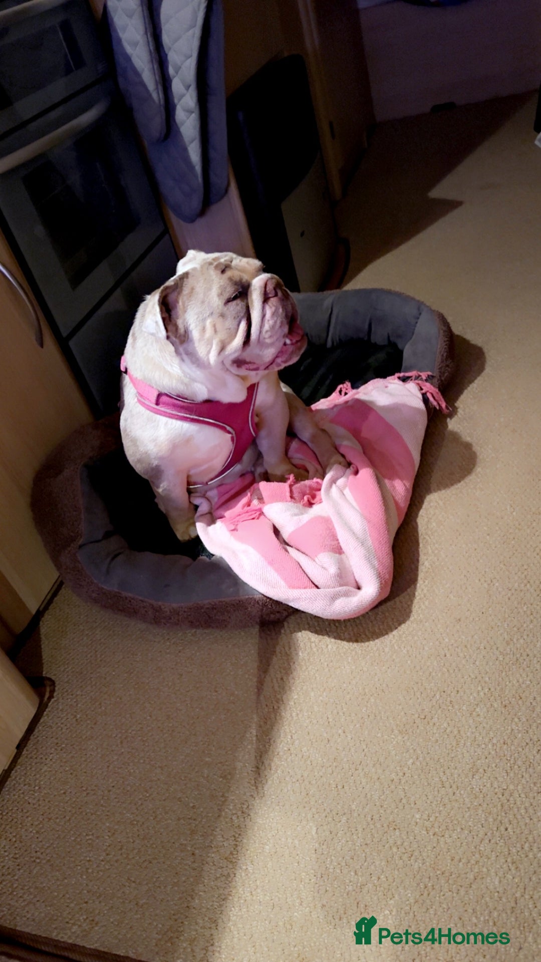 English Bulldog dogs for sale: Millie moo  - Image 5